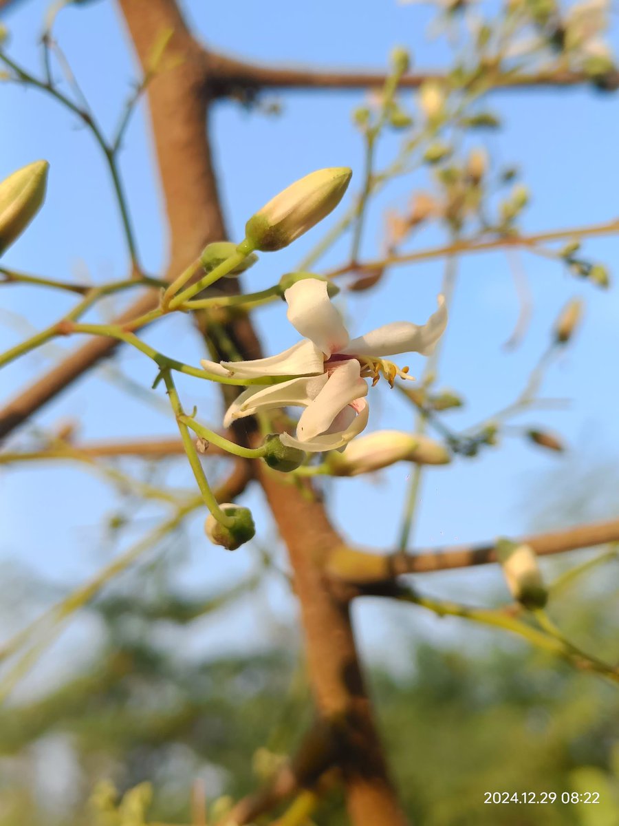 Shyam PHARTYAL; #1stGen MS/PhD; Seed Ecologist🌰🌱 tweet media