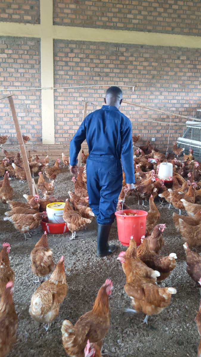Gil_Niyonkuru's tweet photo. "May this Sunday bring peace to your fields and joy to your heart. You sow hope into the earth, and it returns as blessings in abundance. Have a restful and blessed Sunday!"
#HappyNewYear2025 
#FarmWithGilbert
#NoFarmsNoFoods https://t.co/JWapxXAy7B