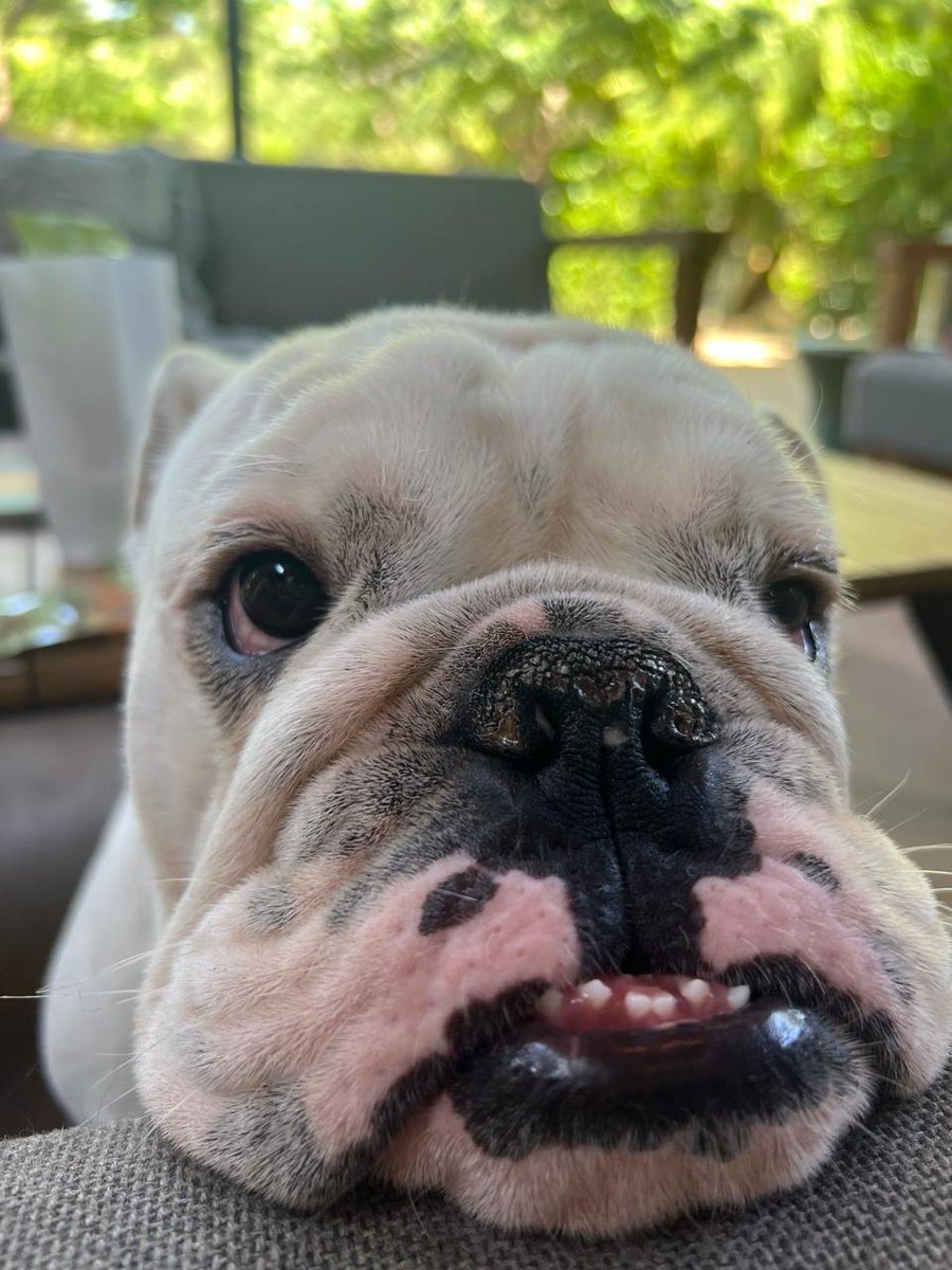 TiborCoin's tweet photo. @polarster dogs will reign supreme https://t.co/R7UC3edD89