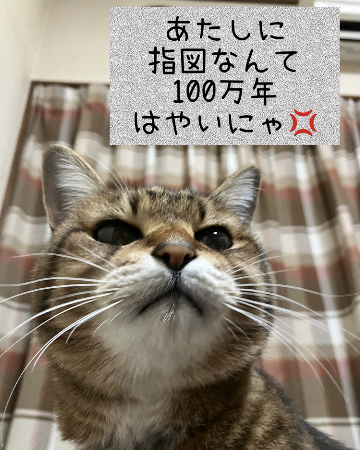 狂猫 - Search / X