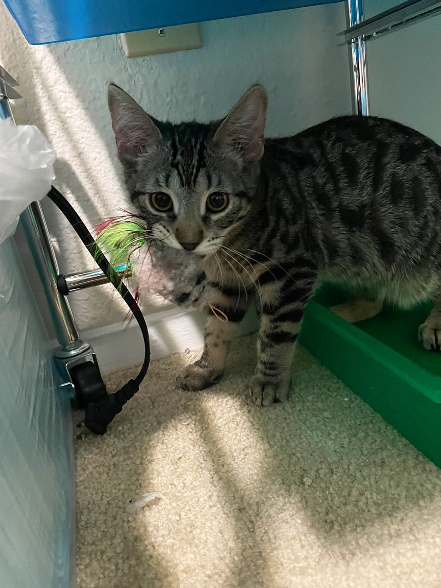 Friends of Bear Cat Rescue tweet media