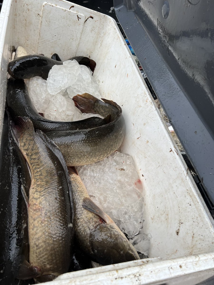 337FishingQueen's tweet photo. https://t.co/LzsFT0K3Ye