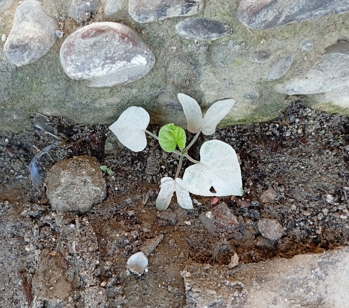 EllisSantin's tweet photo. grew naturally 😊
It's very beautiful https://t.co/uBDWclDckh
