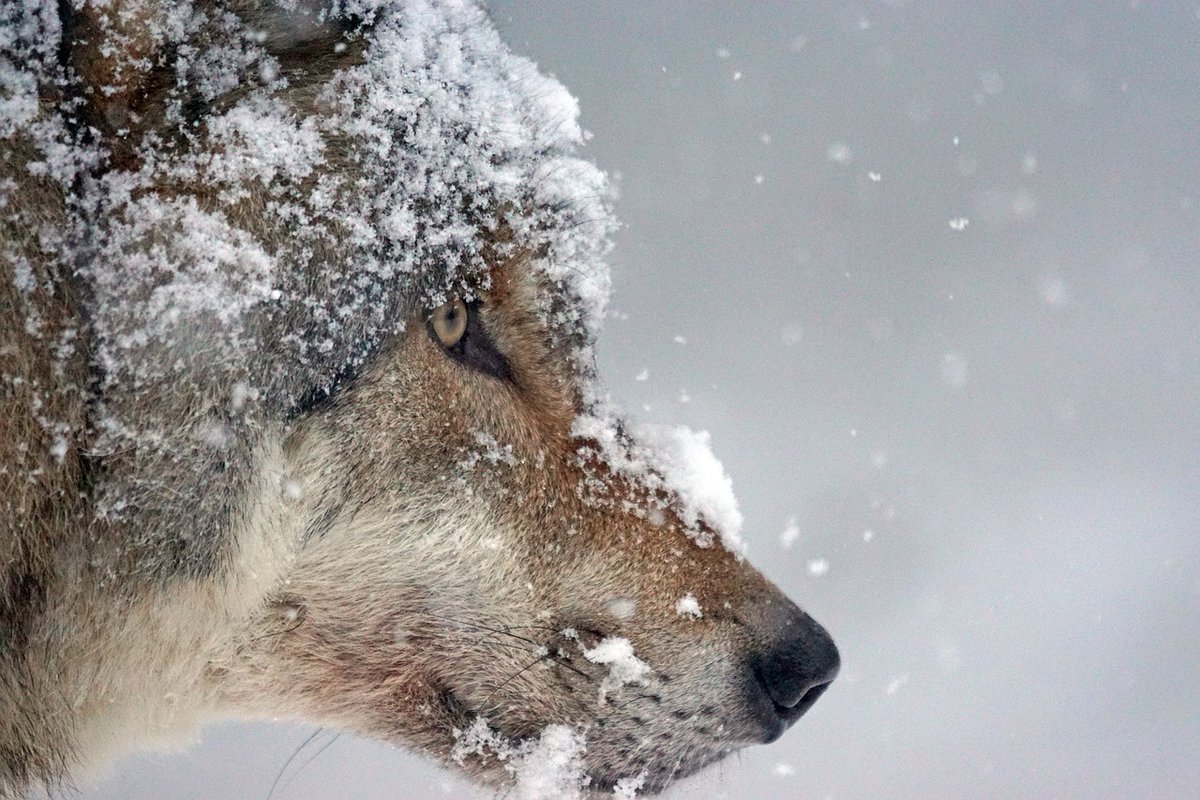 Le loup
Approchons cet animal sauvage qualifié d'"animal politique" par le cinéaste Jean-Michel Bertrand
Grand air garanti #CO2MonAmour dans la neige du Champsaur, Hautes-Alpes sur les traces du loup
👉radiofrance.fr/franceinter/po…