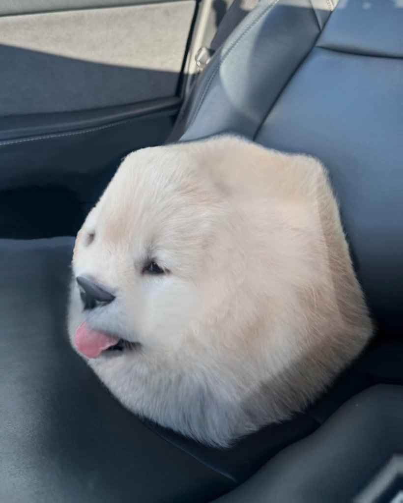 terroriley20175's tweet image. the dogdecahedron: