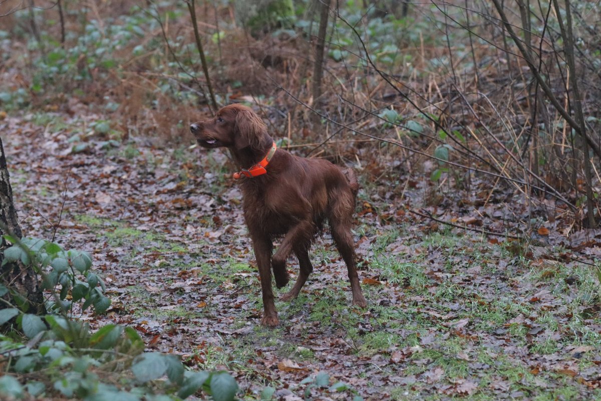rod2seb's tweet photo. Quand tu te retrouves à aller à la chasse avec ton beau-frère et que tu prends plus de prises (photographiques) que tous les chasseurs réunis. 🙂
#chasse #setterirlandais @LeChasseurFr https://t.co/xxR1IiRQBa