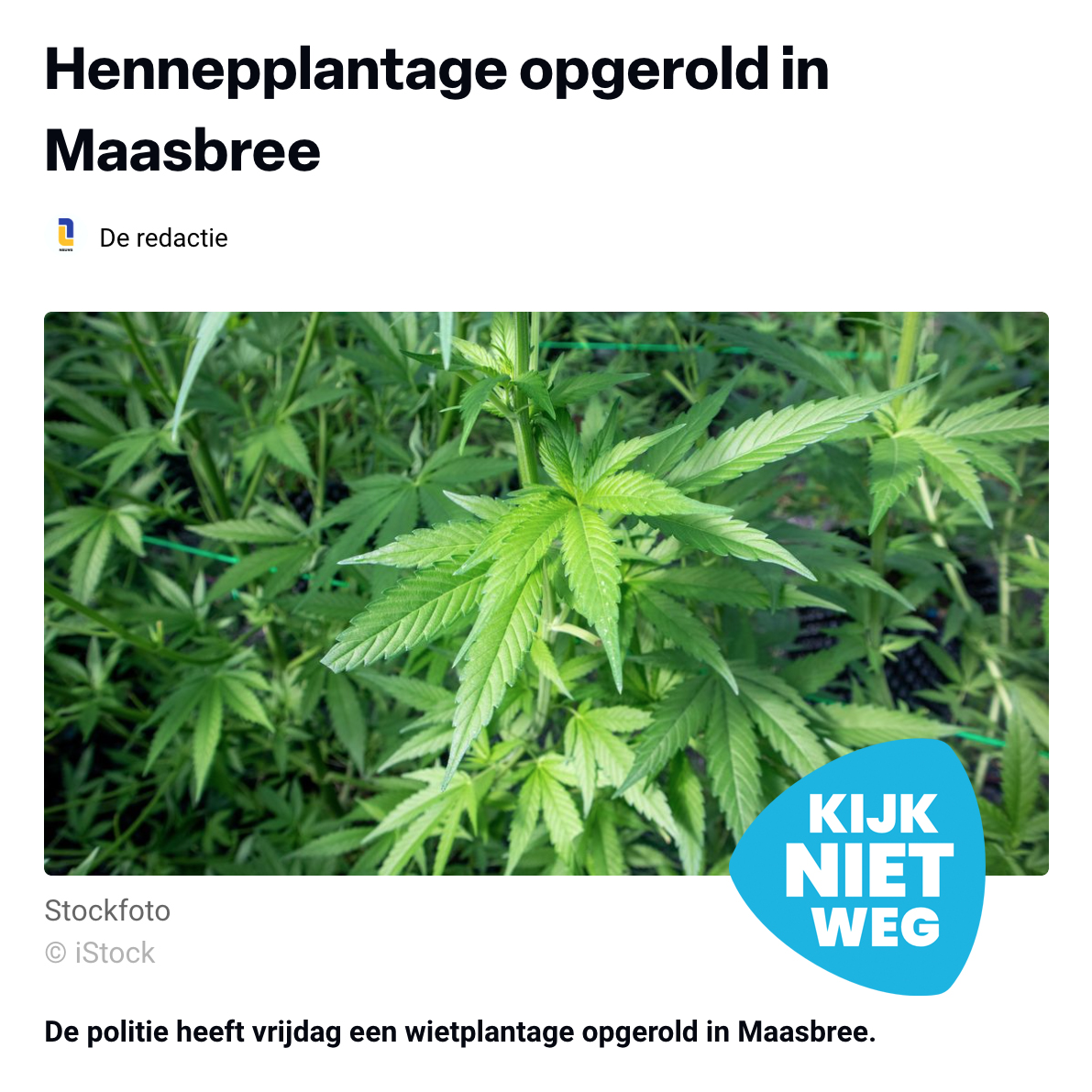 Hennepplantage aangetroffen in Maasbree