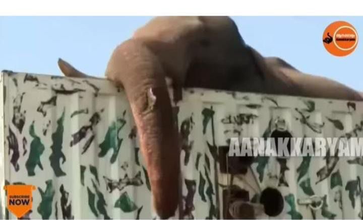 Every day we wait for an update regarding #Arikomban.Where &amp; how is he now? Please  release his updates with GC, timestamp pics,videos <a href="/tnforestdept/">Tamil Nadu Forest Department</a> <a href="/TNDIPRNEWS/">TN DIPR</a> <a href="/MMathiventhan/">Dr M. Mathiventhan -தமிழ்நாட்டைதலைகுனியவிடமாட்டேன்</a> <a href="/ILAYARAJAIFS/">ILAYARAJA IFS</a> <a href="/pfaindia/">People For Animals India</a> <a href="/CMOTamilnadu/">CMOTamilNadu</a> <a href="/PMOIndia/">PMO India</a> <a href="/AmitShah/">Amit Shah</a> <a href="/rashtrapatibhvn/">President of India</a> <a href="/byadavbjp/">Bhupender Yadav</a> <a href="/moefcc/">MoEF&CC</a> <a href="/SunTV/">Sun TV</a>