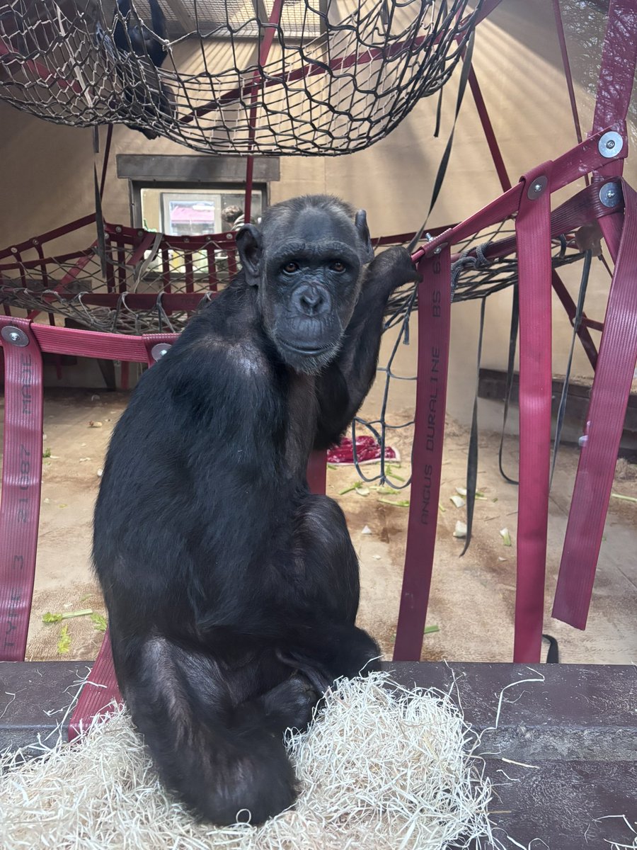 I’m a bit sad this morning as we have said goodbye to our <a href="/MWApeRescue/">Monkey World Dorset</a> friends and are heading back home. It’s been a good few days and we got to meet their new chimpanzee called Chocolat 🦧🐵