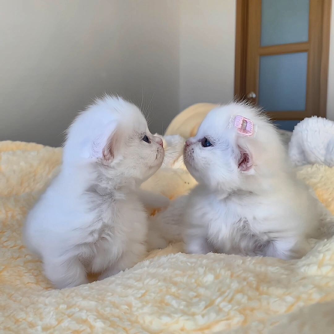 Catsillyness's tweet photo. "i'm cuter!"
"no, i am!" https://t.co/DLZ3ULEDK5