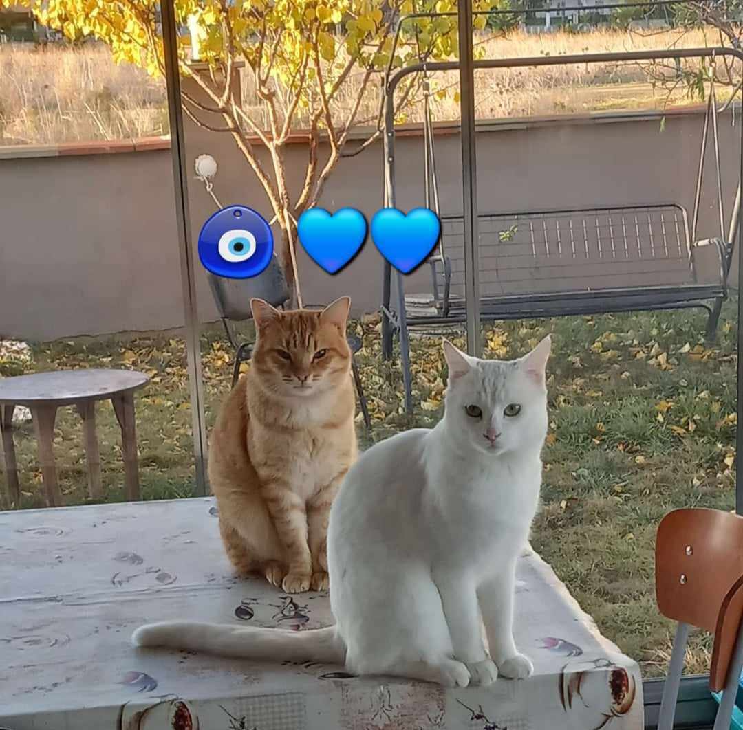 "ÖYLE  İDDİALI OYNUYORLAR Kİ 
Bİ AN İHANET EDEN BENİM SANDIM"
Hayvanlara acırdım,aslında ne çok acınacak !!!!!  insan varmış........