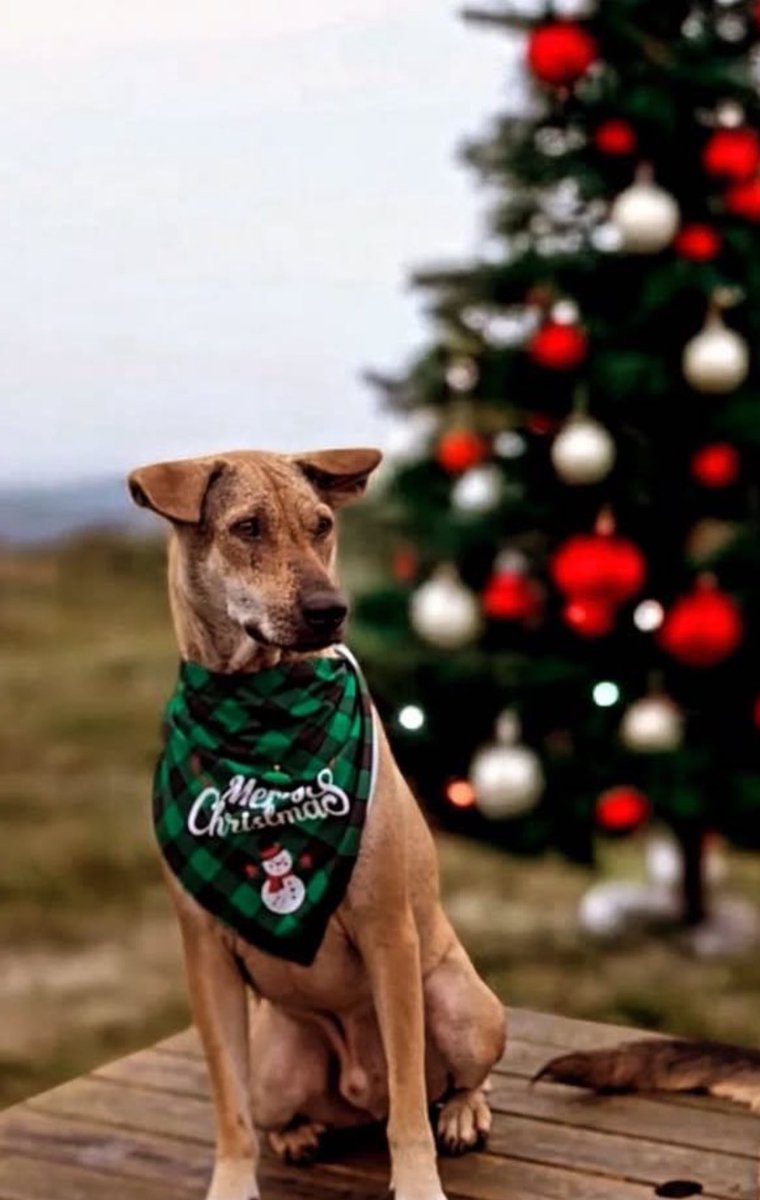 Hard to believe it’s the same dog. 

Well done “little” Rodney. You deserve all of this 🥰🙏 (10/10)