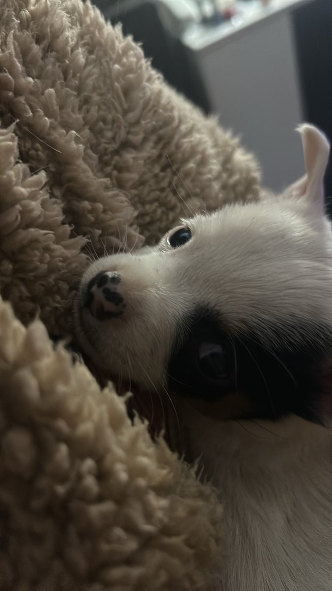 DaviniaAznar's tweet photo. Luna😍 https://t.co/F3wdEWtkJF