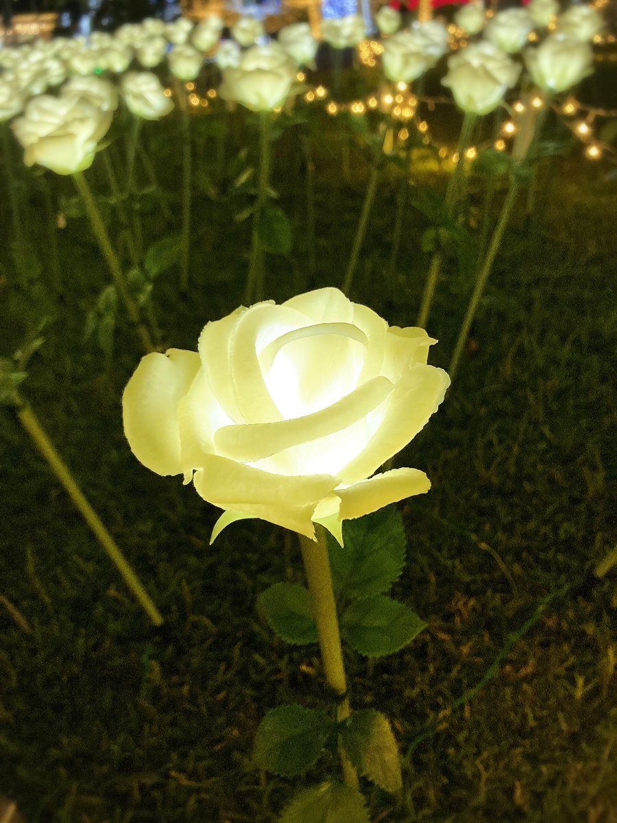 healingcocolo's tweet photo. 今、また高熱がぶり返して
解熱剤で下げて作業、
また上がるのを繰り返してます。

しばらくお返事が
滞ると思いますが、
良くなったらまたお伺いします。

皆さんも、お身体いたわって
年末年始を迎えてくださいね。

※ライフツリーカード
セッションご優待価格の企画は
予定通り12/31まで受け付けます。

気になる方はご遠慮なく
ご連絡くださいね🍀