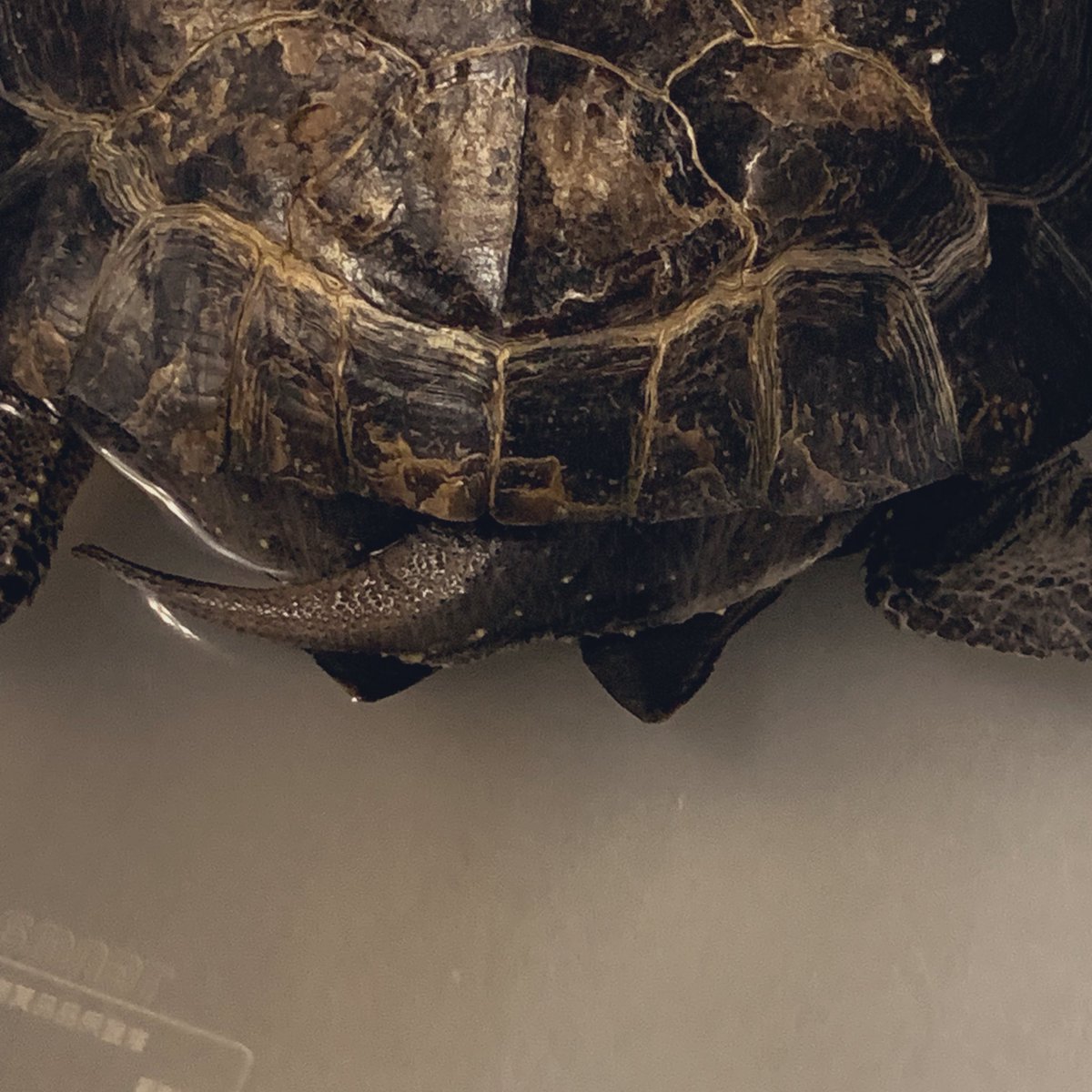 Akitakeshu2's tweet photo. もう1匹の新入り🐢ヘイちゃん(クサガメ♀30代)
完全室内飼育だから代謝性骨疾患気味なお姿(日光不足)
鋭利な腹甲羅がチャームポイント٩( ᐖ )و
しかし30年しっかりお世話されていたようで肌艶は良い(≧▽≦)
春まで管理どうするか問題(考え中) https://t.co/GV2iwIdX0x