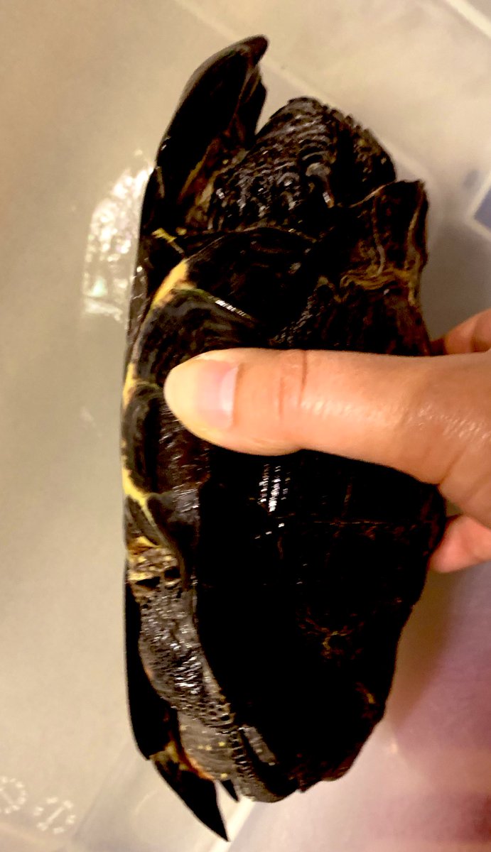 Akitakeshu2's tweet photo. もう1匹の新入り🐢ヘイちゃん(クサガメ♀30代)
完全室内飼育だから代謝性骨疾患気味なお姿(日光不足)
鋭利な腹甲羅がチャームポイント٩( ᐖ )و
しかし30年しっかりお世話されていたようで肌艶は良い(≧▽≦)
春まで管理どうするか問題(考え中) https://t.co/GV2iwIdX0x