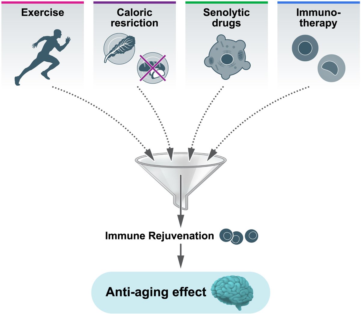a_garciahermoso's tweet photo. 🧠💪 ¿"Mente sana en cuerpo sano"? 🦠

➡️🧠 La ciencia sugiere que una mente sana necesita un sistema inmune sano. La inmunidad es clave para el #envejecimiento cerebral y podría ser la llave para terapias #antienvejecimiento 🔬✨

https://t.co/knqh2ZLQ6d https://t.co/vmiiKQgaRG