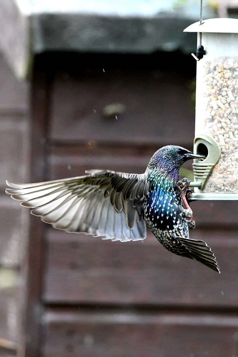 Starling 
Bude Cornwall 〓〓
#Bude #Cornwall 
#Starling