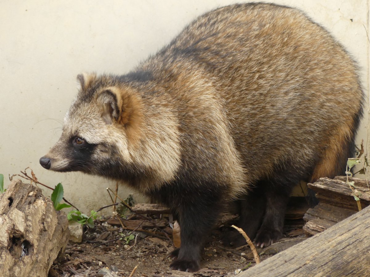 kao_rinrin's tweet image. #東山動植物園 #ホンドタヌキ #あこ 20241226