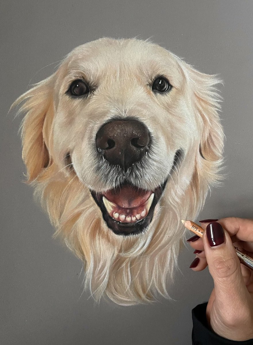I just love Golden Retrievers happy faces! Every picture of Hudson he had this lovely big smile 🥰
Pastel portrait on A3 board , hope you like 😊

#art #portrait #petportrait #pastelpainting #artist #goldenretriever