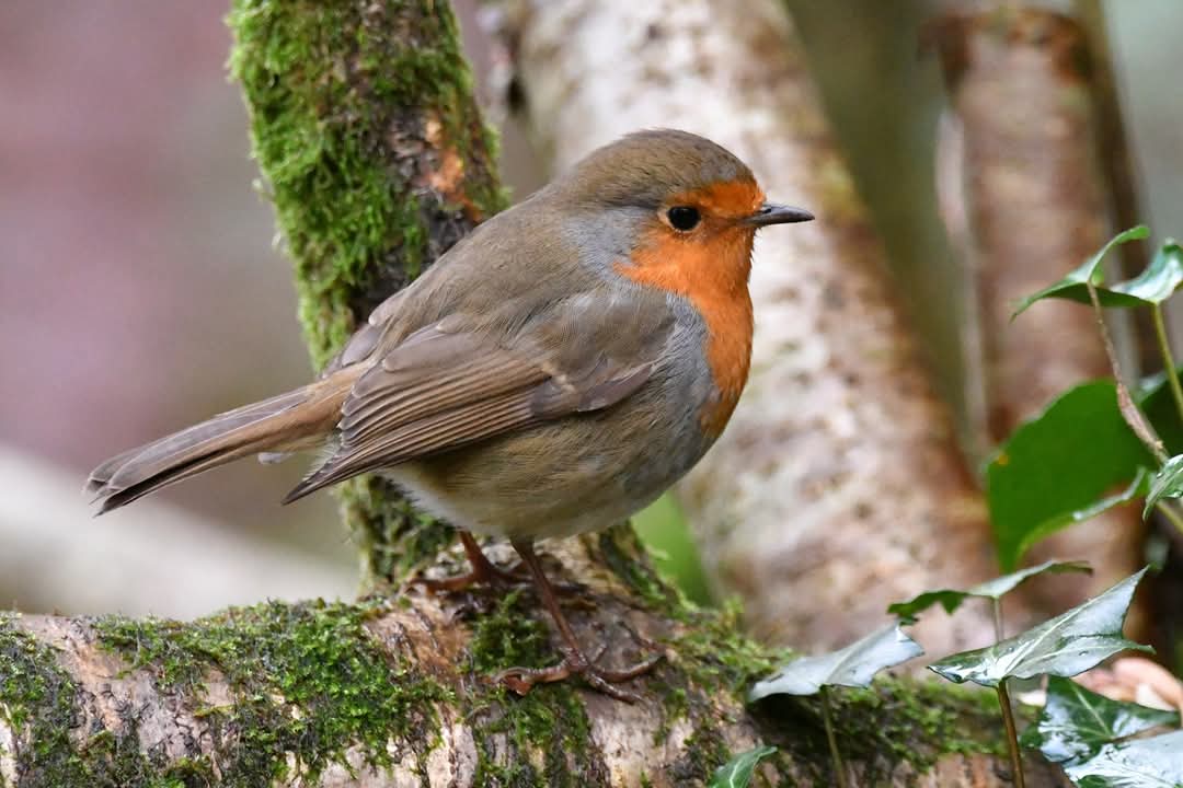 Robin 
Bude Cornwall 〓〓
#Bude #Cornwall 
#Robin