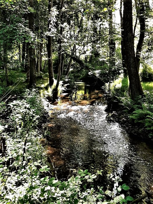 When climate policy makers think of forests, they usually think of carbon sinks or sources. But a new WRI report shows that policymakers need to heed clear evidence that forests are even more important for the climate than previously thought.💚☘️🌱🌿🌳🌲🍀💚