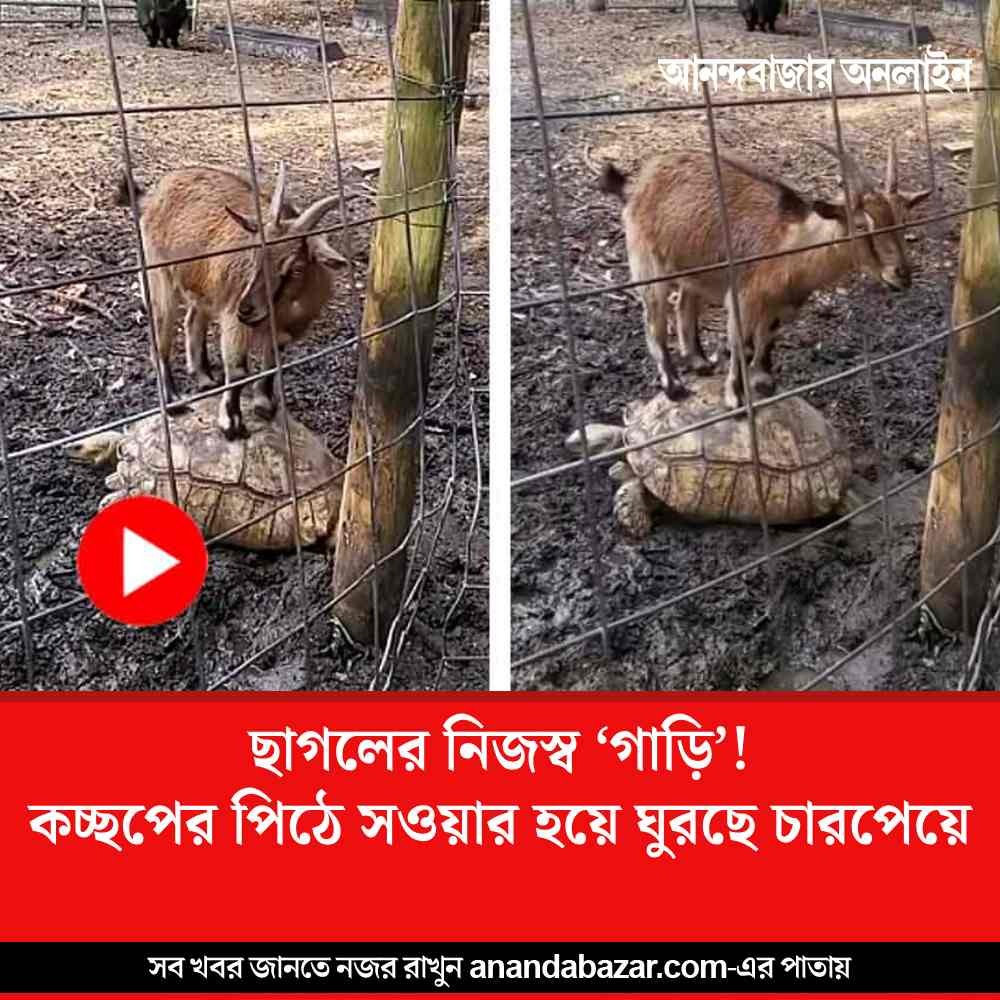 MyAnandaBazar's tweet image. ‘চলতি কা নাম…’
#Watchvideo #goat 
anandabazar.com/viral/goat-rid…
