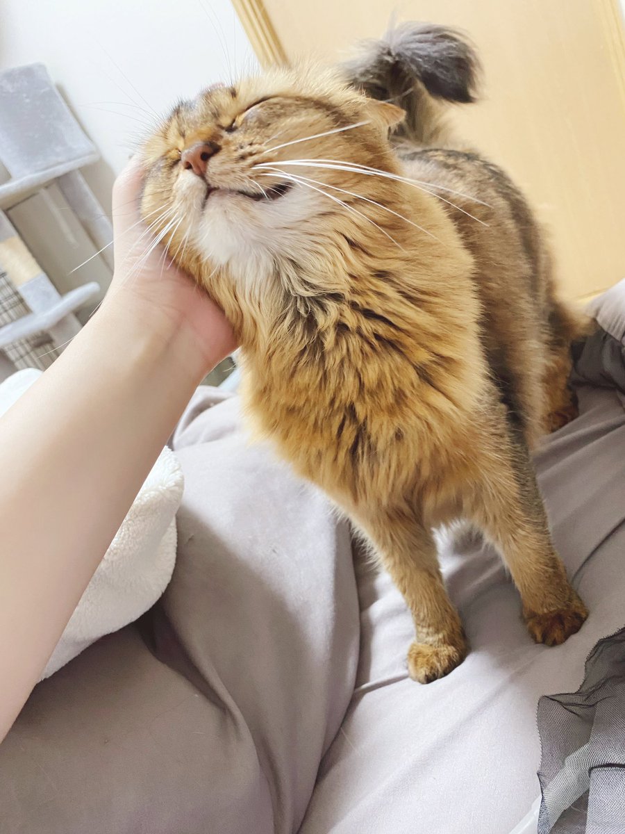 りかまろ tweet media