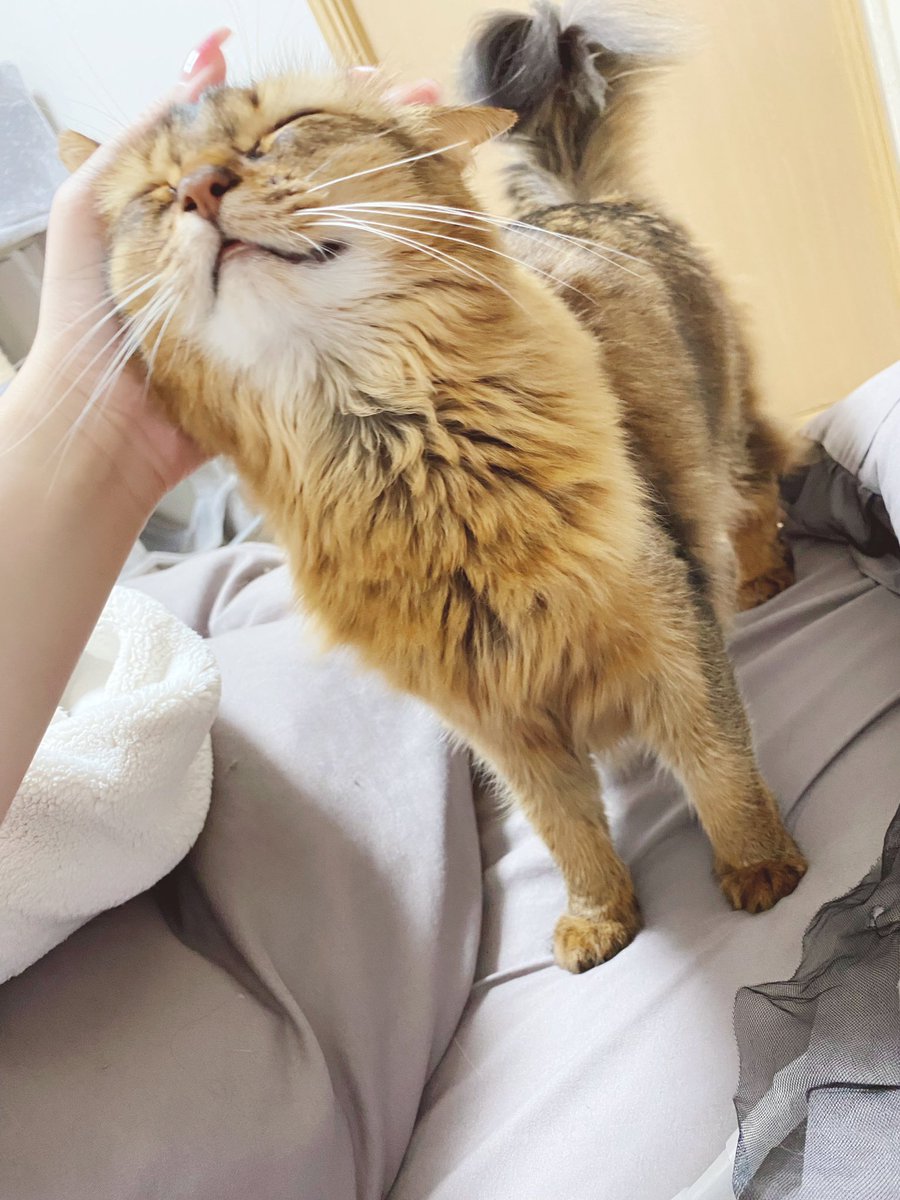 りかまろ tweet media