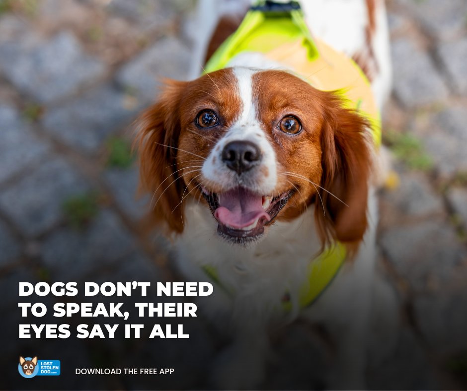 Dogs don't need to speak; their eyes say everything. That look of adoration when you wake up, the excitement in their eyes when it's time for a walk, the concern when you're feeling down—every glance is filled with emotion. #loststolendog