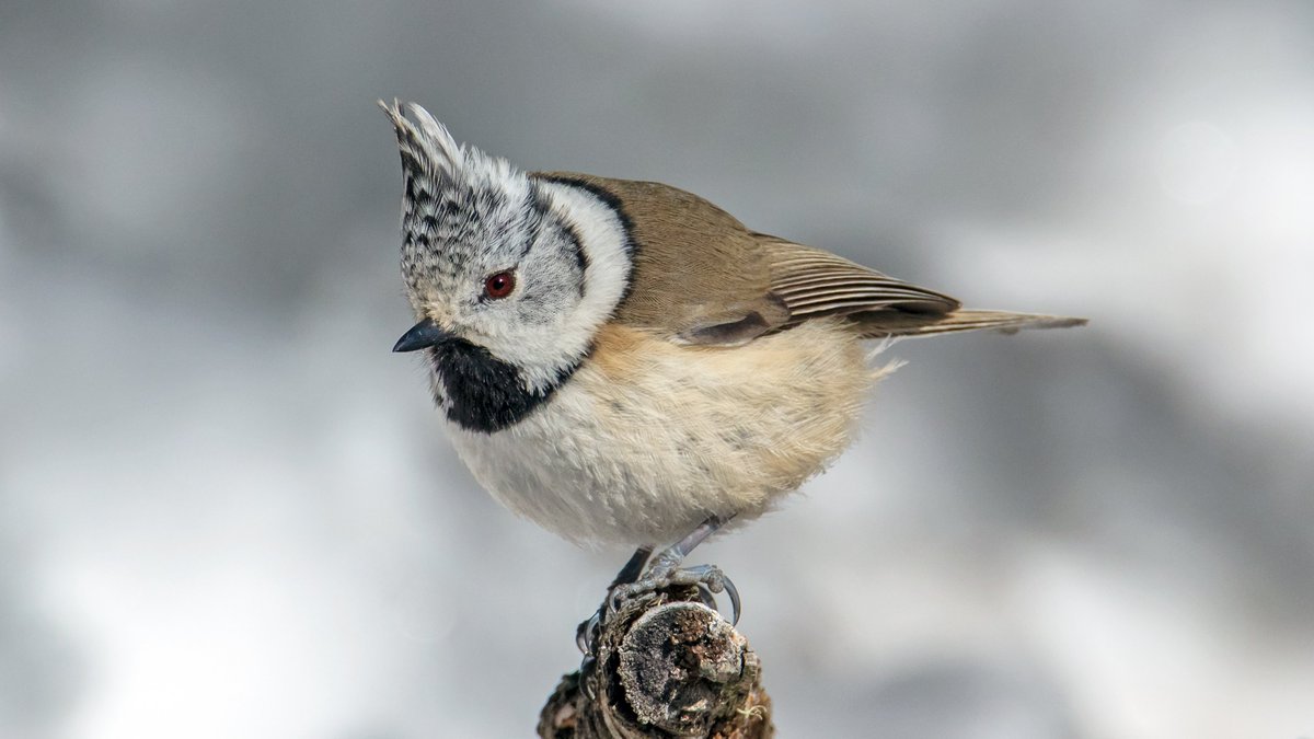 #VogelderWoche: An ihrem hübschen Kopfschmuck ist die Haubenmeise unverkennbar. Gerne besucht sie jetzt auch Futterstellen im #Garten. Wie oft sie an der «Stunde der Wintervögel» vom 10.–12. Januar gesichtet wird? stunde-der-wintervoegel.ch #sdw #StundederWintervögel © Fritz Sigg