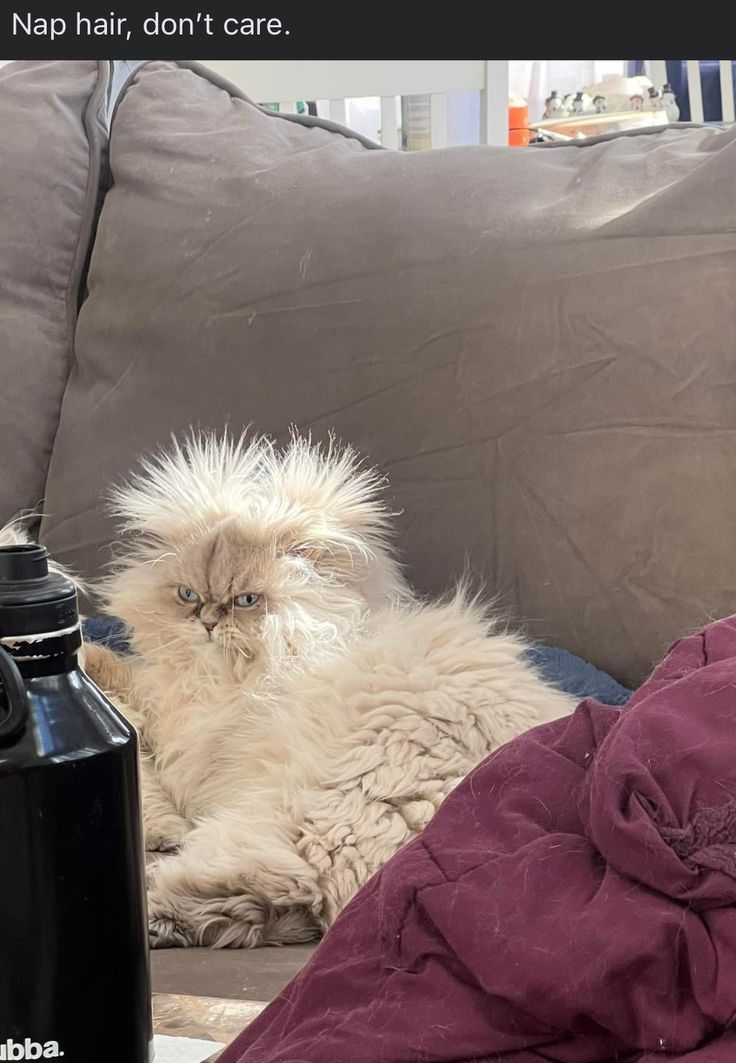 Why you should have a cat (@shouldhavecat) on Twitter photo 