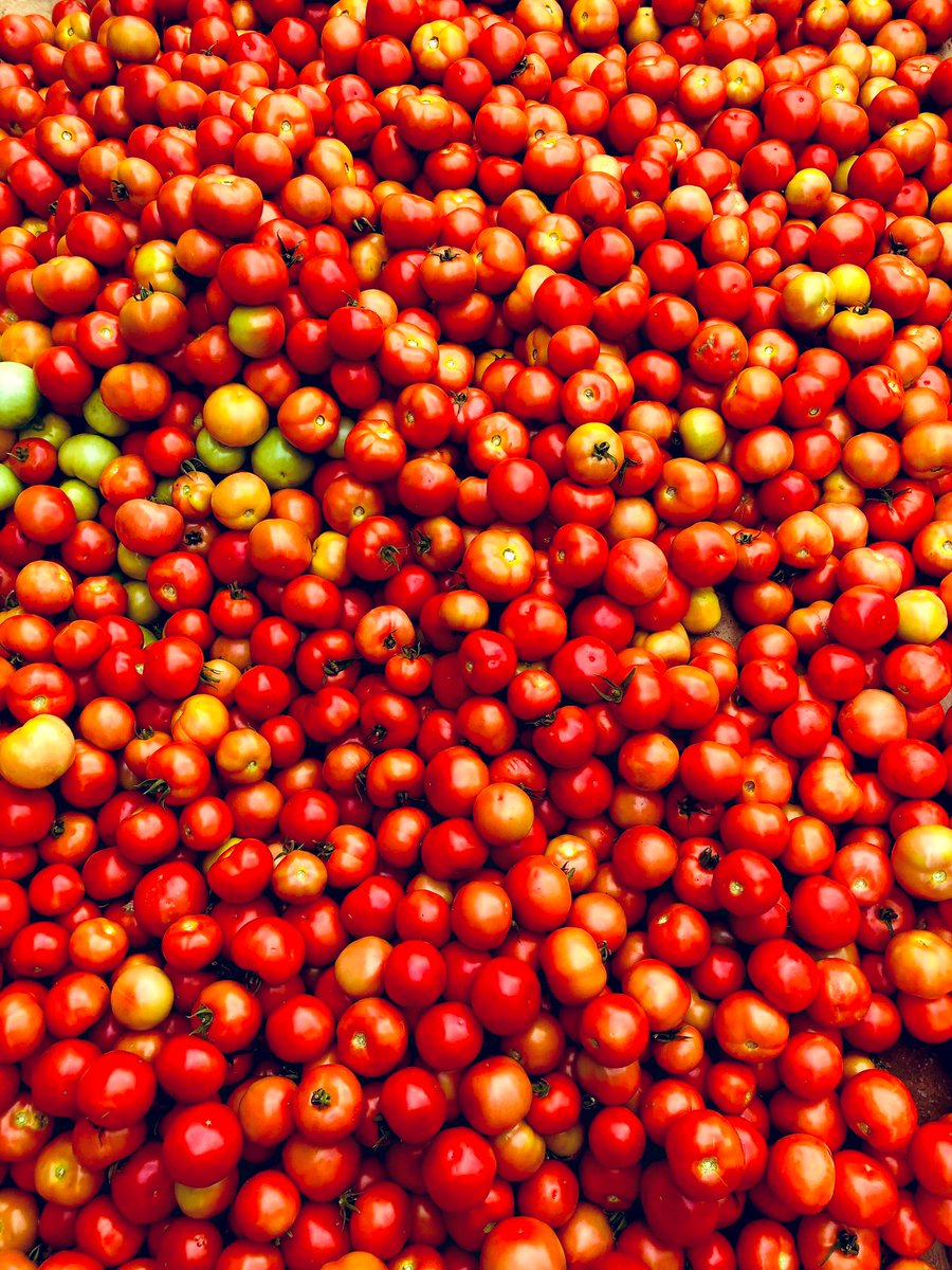 Tomato 🍅 HERE!
Tomato 🍅THERE!
Tomato 🍅 EVERYWHERE!😄