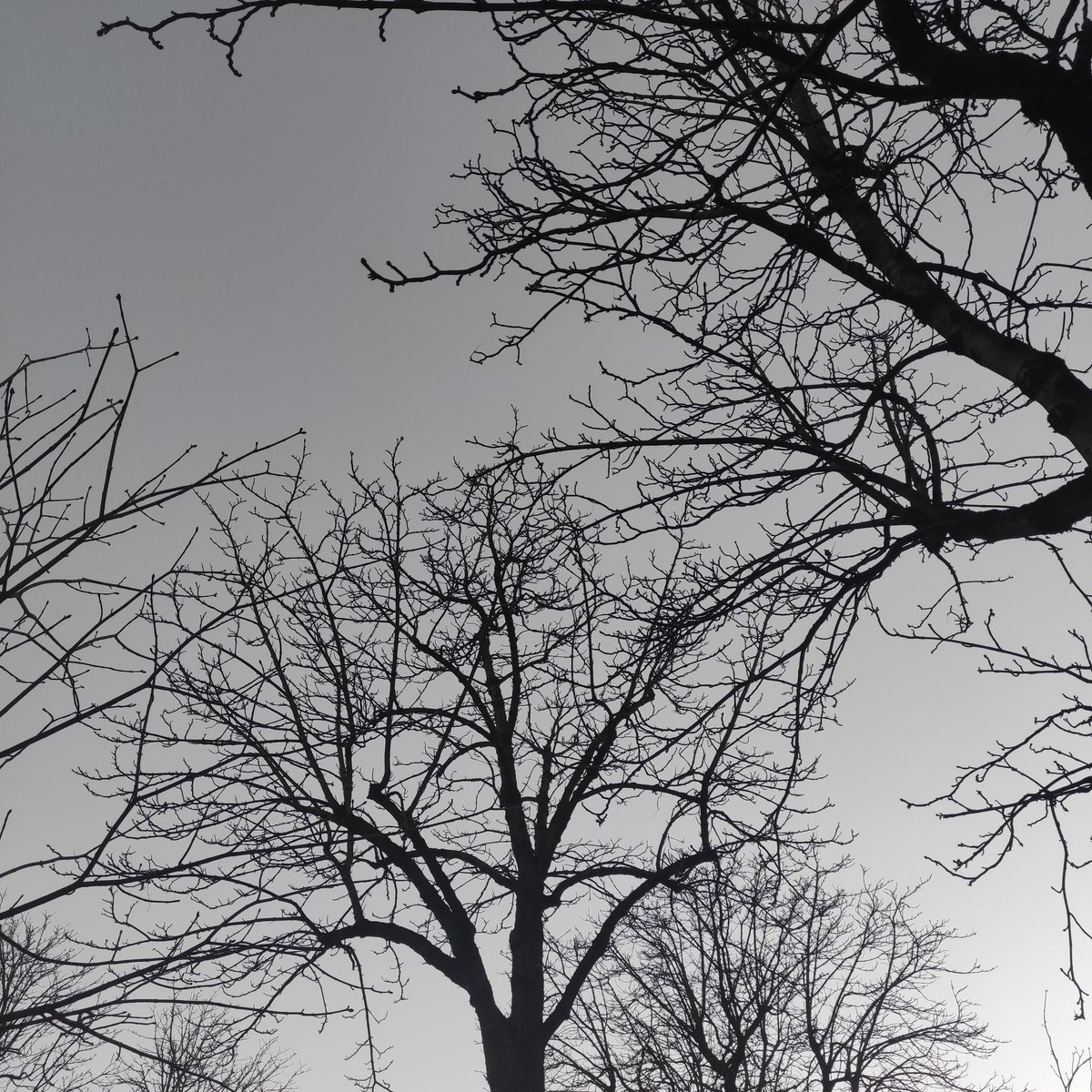 Crépuscule 
jaune et indigo.
Vénus est là aussi.

#EverydayArt2024 day 361