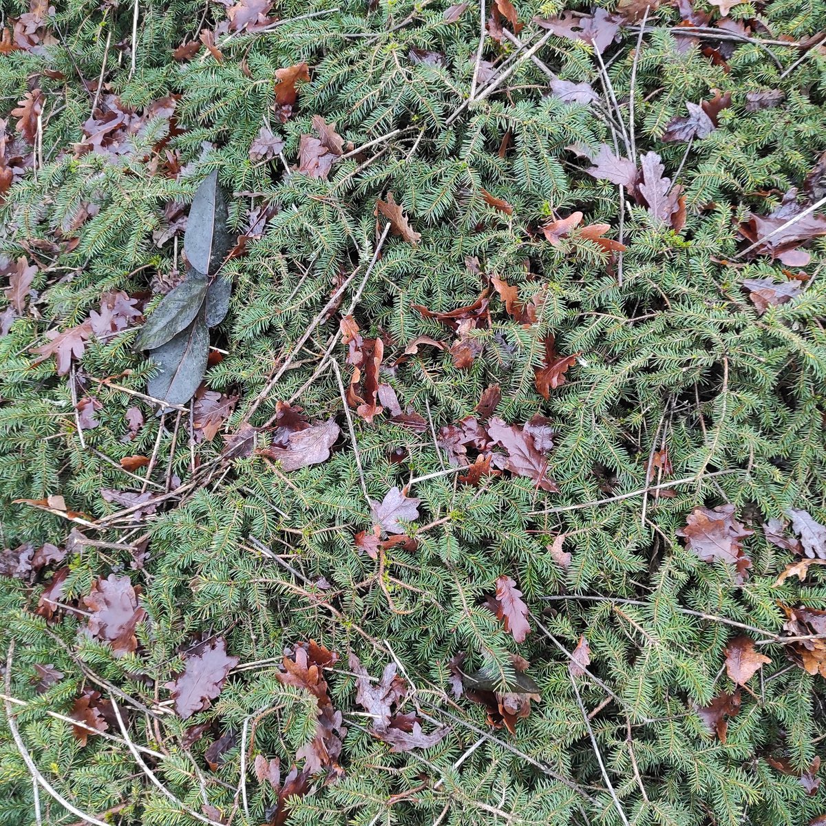 Apprécier
plutôt que
vouloir.

#EverydayArt2024 day 362