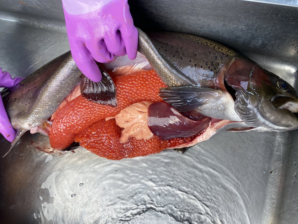 tapir(バク)-w tweet media