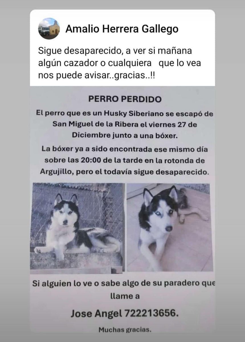 🚨🚨🚨🚨🚨🚨🚨
AYUDA PARA ESTE PERRETE (ESTÁ CHIPADO). Se perdió en San Miguel de la Ribera #Zamora el 27-12-2024. Contacto JOSÉ ÁNGEL 722213656.