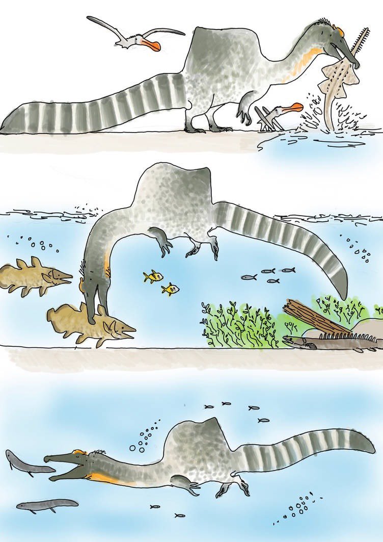 ausar_the's tweet photo. The fact that we venerate polar bears as extremely formidable and dangerous, despite them mostly preying on animals much smaller than themselves, tells me we’d 100% do the same for alioramins and spinosaurids if we lived with them. https://t.co/0DXDq4KE29