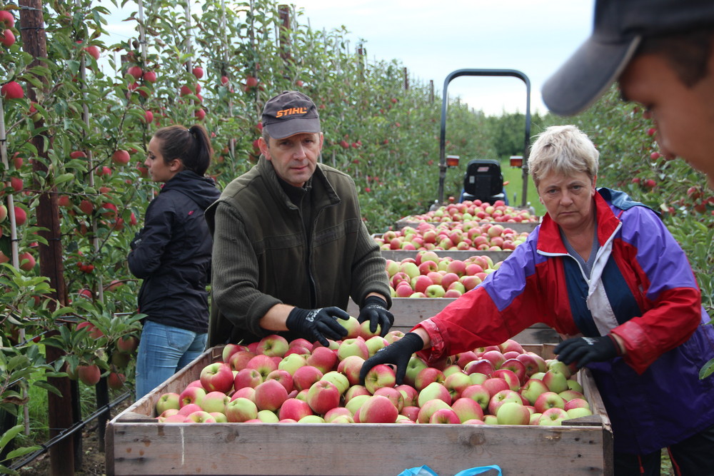 Fruittelers hadden in 2024 van alle agrarische sectoren het laagste inkomen, zo blijkt uit cijfers van WUR. defruitteeltkrant.nl/lager-inkomen-…