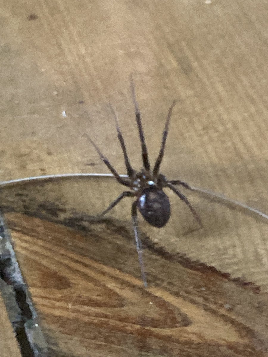 Terrible photo but just appeared in doors out in west Cornwall, one for your records <a href="/BerryTylan/">Tylan Berry</a> <a href="/BritishSpiders/">BAS</a> ?