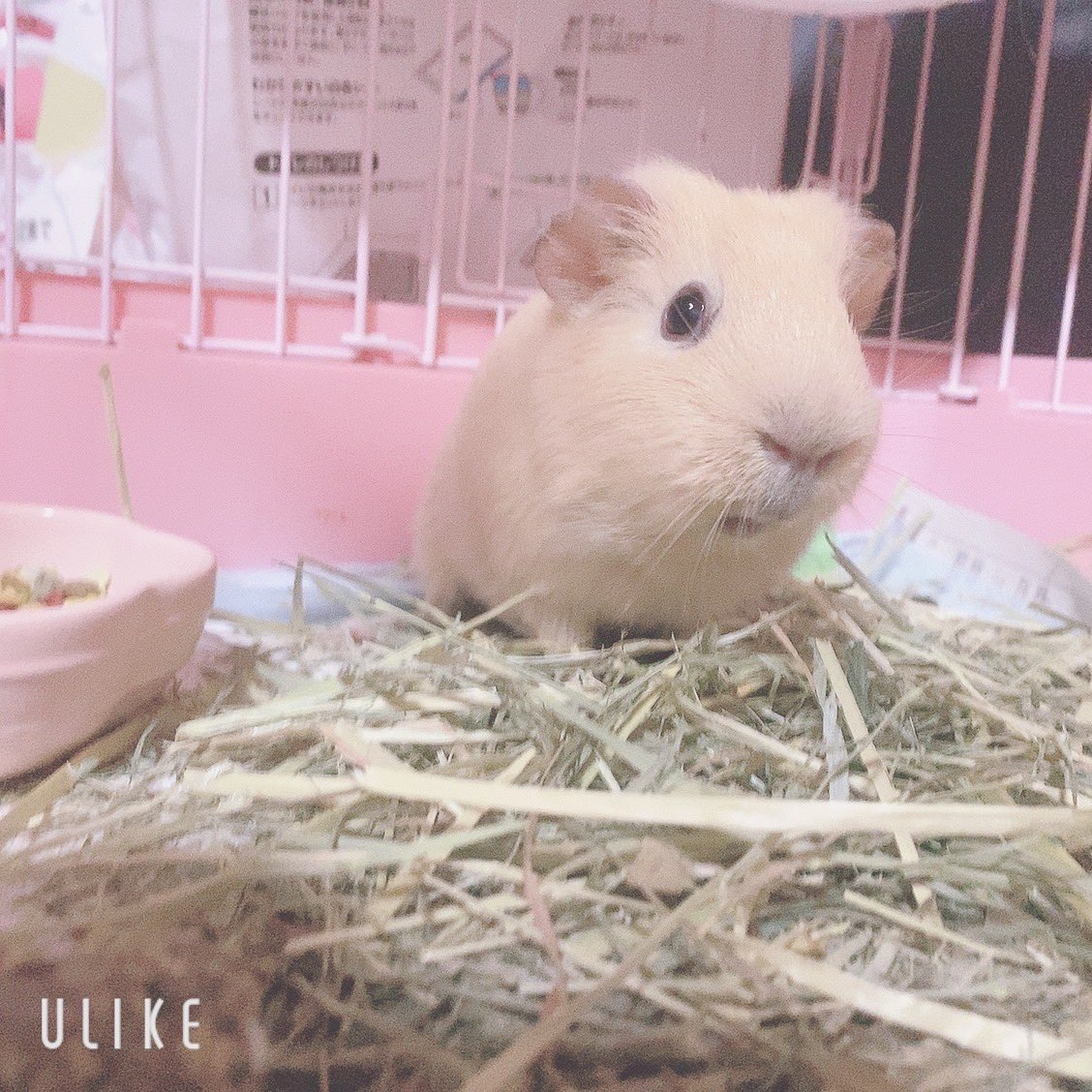 chi__ppi's tweet image. きなこ、いっぱい食べてくれるので
お給仕は無しになりました (ㅅ´ ˘ `)

お給仕してた頃よりも体重が増えてます🤭💕

えらいね♡(⸝⸝⸝ ´˘`)ﾉﾞﾖｼﾖｼ

#モルモット #不正咬合