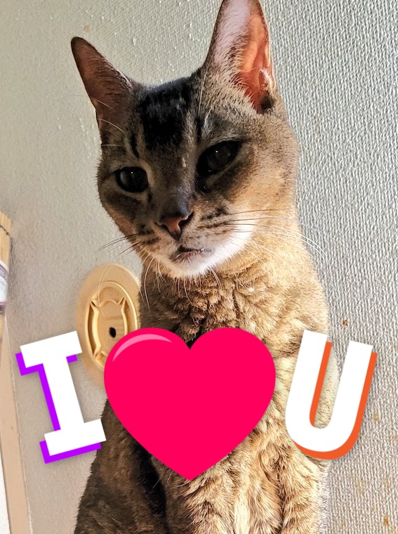 fukutomityou's tweet photo. 偶然なのかな…
カールとサスケは
12月21日同じ命日。
絶対忘れないね🐈‍⬛ https://t.co/aFfem7Pv30