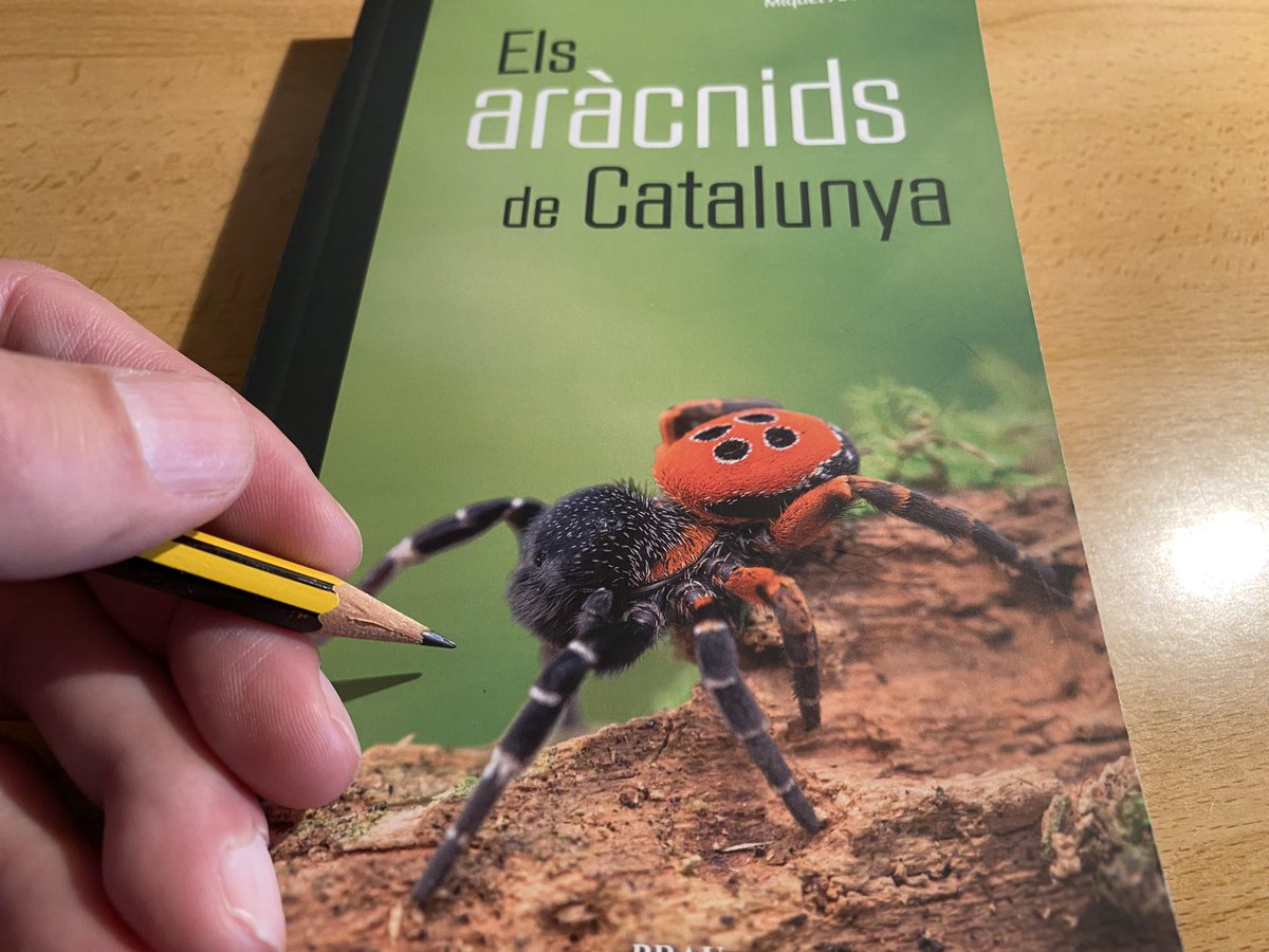 Pere Alzina (@beyondbcn) on Twitter photo Sabíeu que #Catalunya hostatja l'1,35% dels aràcnids del món (1.350 espècies de les 100.000 mundials)? I que si bé totes les aranyes fan seda no totes les empren per a teranyines de captura? Tot això i més en una "nova" guia que aplega 135 espècies comunes del país <a href="/brauedicions/">brauedicions</a> Sabíeu que #Catalunya hostatja l'1,35% dels aràcnids del món (1.350 espècies de les 100.000 mundials)? I que si bé totes les aranyes fan seda no totes les empren per a teranyines de captura? Tot això i més en una "nova" guia que aplega 135 espècies comunes del país <a href="/brauedicions/">brauedicions</a>
