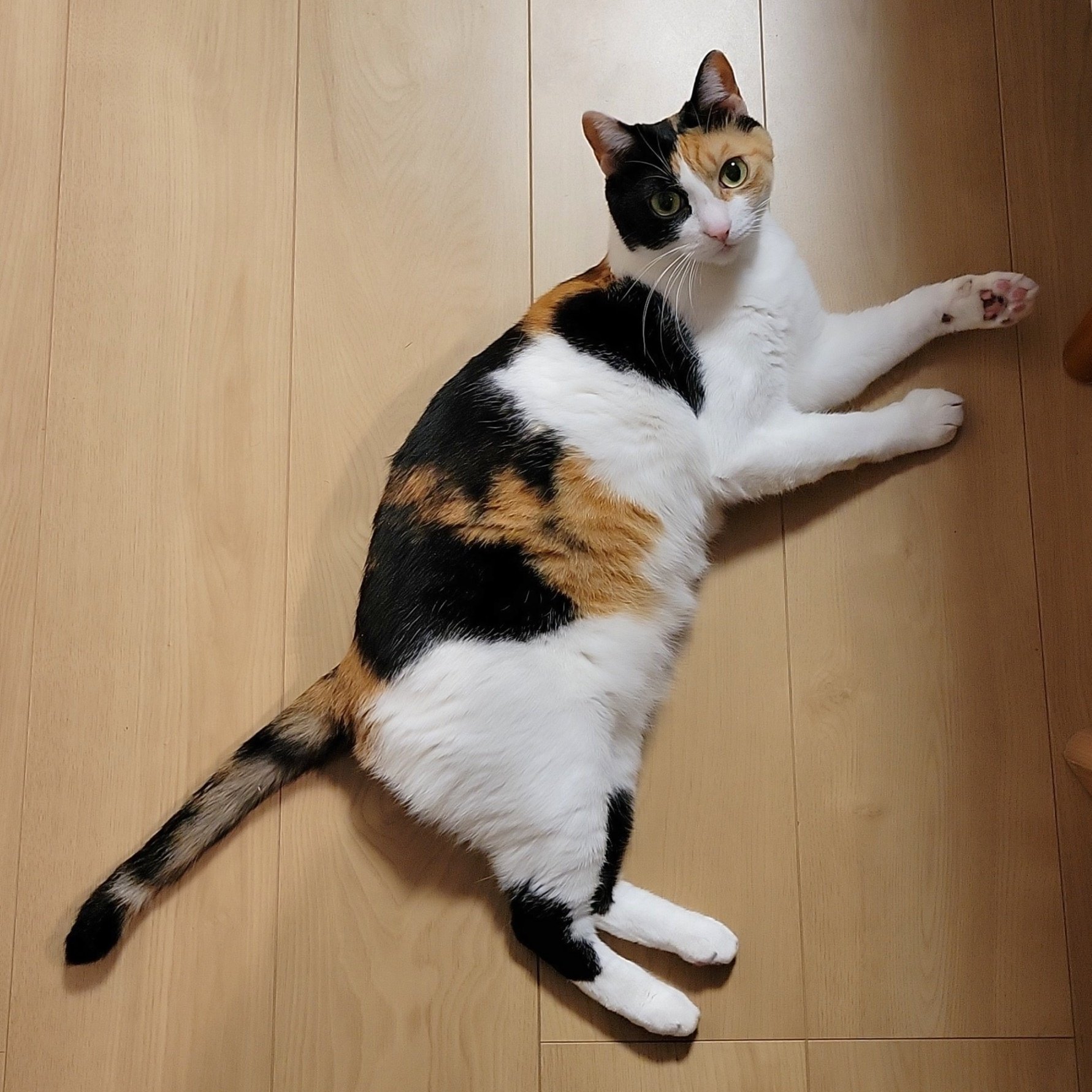 三毛猫ページ 新宿3DCat 三毛猫 巨大猫 新バージョン 4K Shinjuku 3D cat