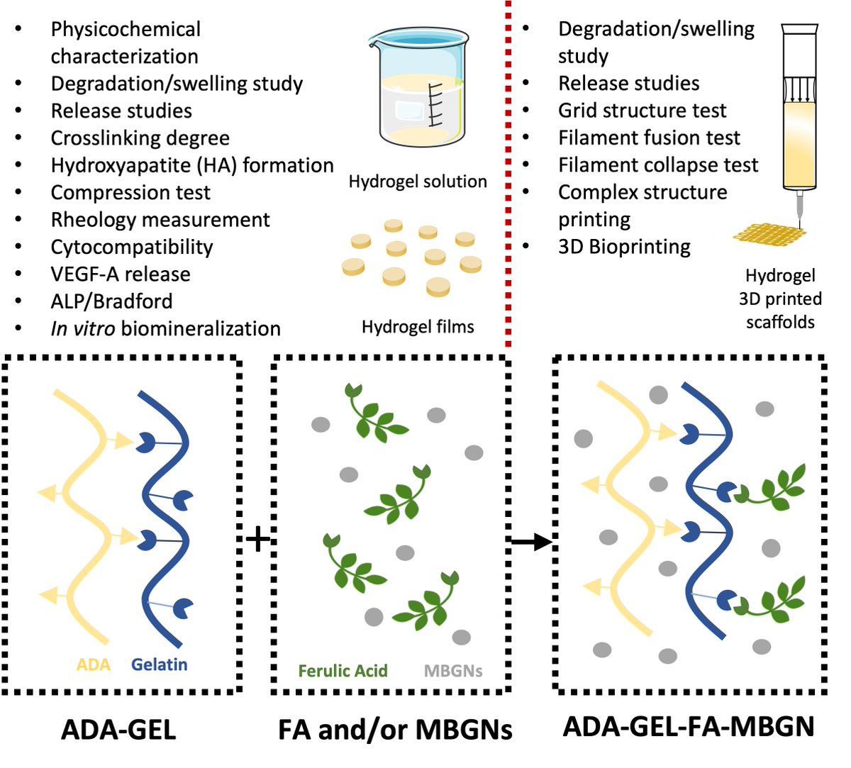 Biomaterials_Erlangen (@boccaccini_lab) on Twitter photo Sharing <a href="/Boccaccini_Lab/">Biomaterials_Erlangen</a> <a href="/UniFAU/">FAU Erlangen-Nbg</a> recent #OpenAccess paper led by <a href="/BiderFaina/">Faina Bider</a>👏with <a href="/KuthSonja/">Sonja Kuth</a> <a href="/JanaTReh/">JanaT</a> & top co-authors: alginate dialdehyde-gelatin based hydrogels enriched with ferulic acid & mesoporous bioactive glass nanoparticles for #biofabrication▶️journals.sagepub.com/doi/full/10.11… Sharing <a href="/Boccaccini_Lab/">Biomaterials_Erlangen</a> <a href="/UniFAU/">FAU Erlangen-Nbg</a> recent #OpenAccess paper led by <a href="/BiderFaina/">Faina Bider</a>👏with <a href="/KuthSonja/">Sonja Kuth</a> <a href="/JanaTReh/">JanaT</a> & top co-authors: alginate dialdehyde-gelatin based hydrogels enriched with ferulic acid & mesoporous bioactive glass nanoparticles for #biofabrication▶️journals.sagepub.com/doi/full/10.11…