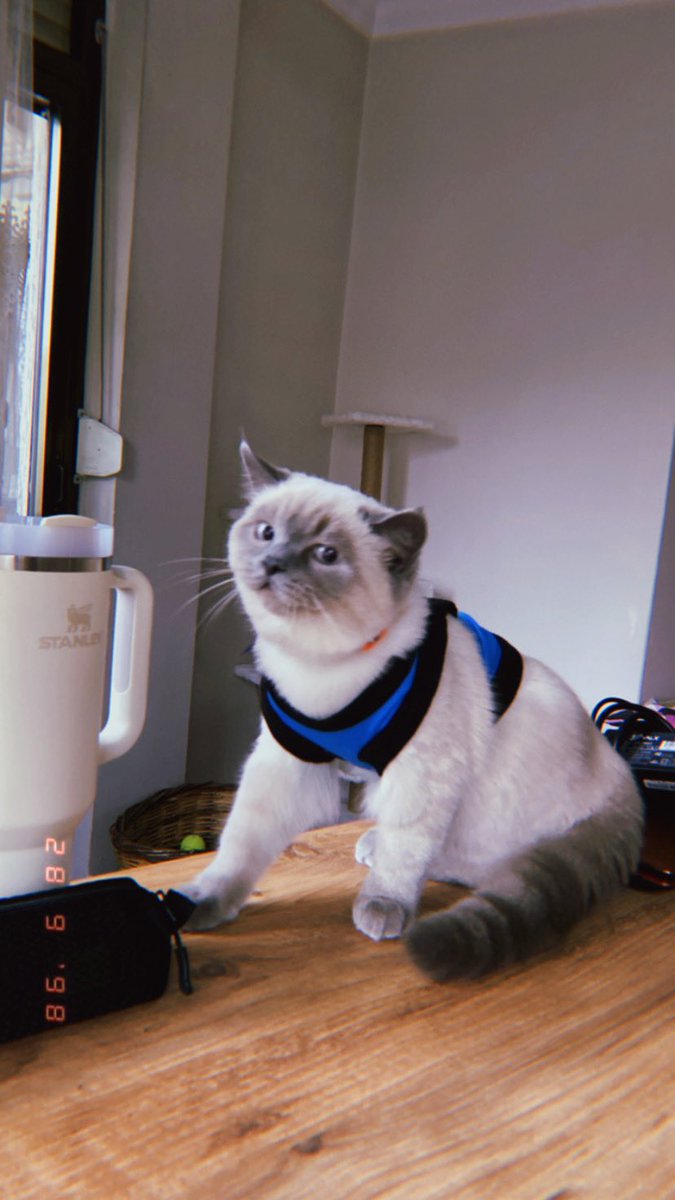 aşığınım🫠💙