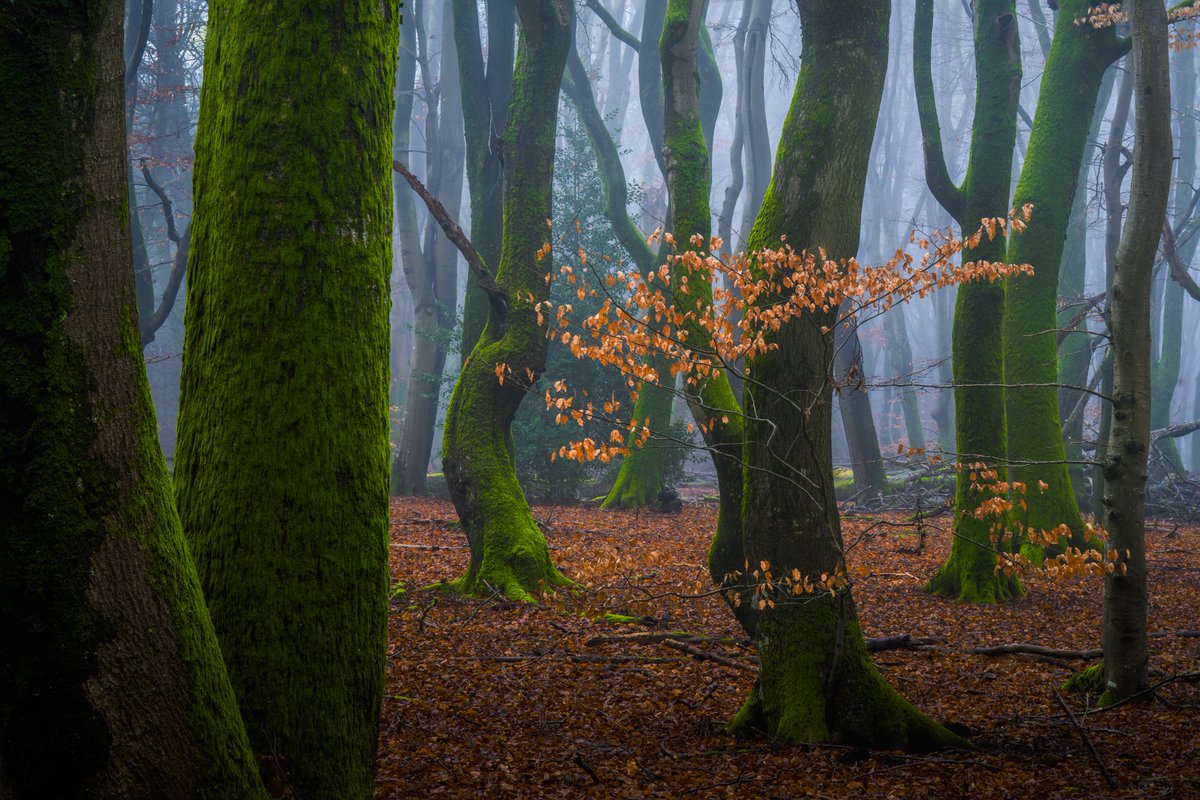 albertdrosphoto's tweet photo. Dark foggy conditions the last days of the year in the Dutch forests. https://t.co/hM9JOhBviY