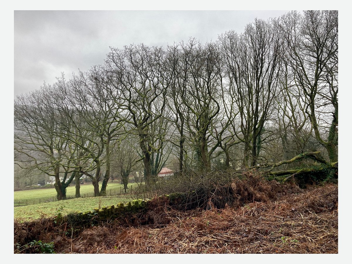 'Y gwahaniaeth mewn dau ddiwrnod - The difference in two days' View along the old railway line just beyond Garndiffaith Viaduct yesterday and the same location today.