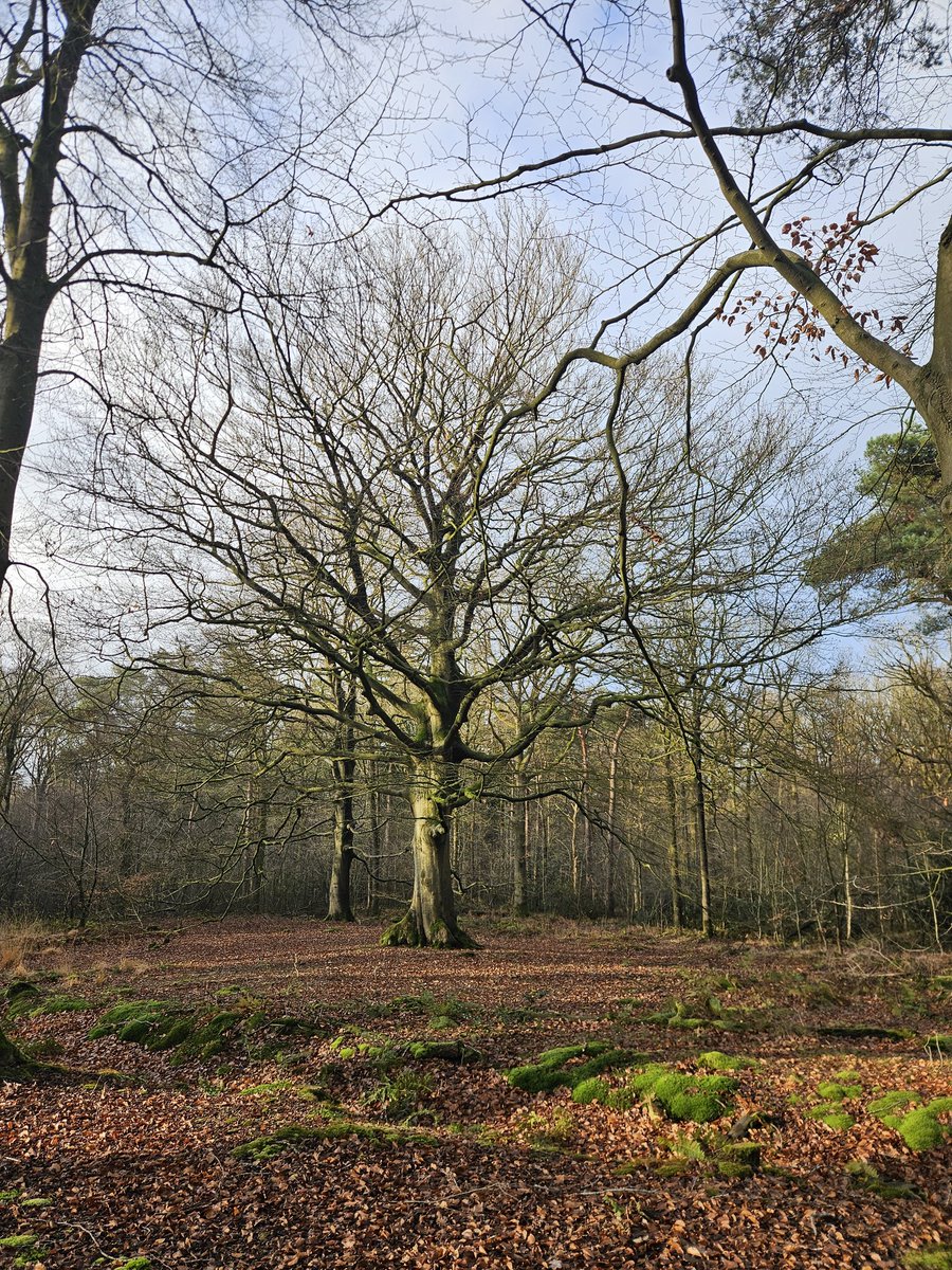sqramjan's tweet photo. #veteranen van het #Rysterbos #beuk #eeuwenoud #gaasterland https://t.co/MJqQk0ZNGB