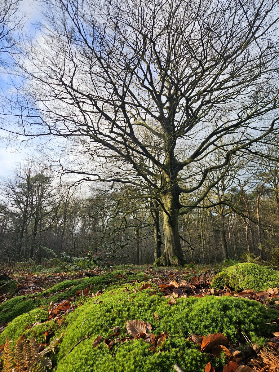 #veteranen van het #Rysterbos #beuk #eeuwenoud #gaasterland